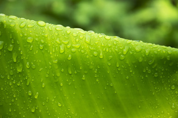 Poster - raindrop on banana leaf