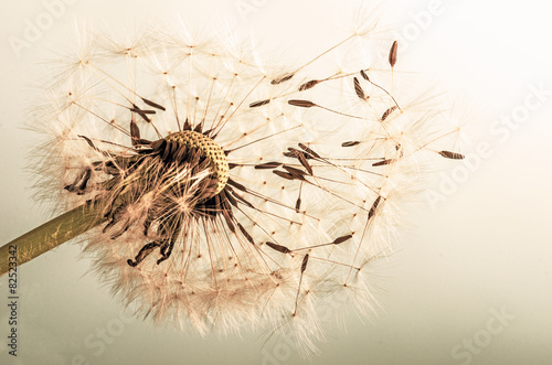 Naklejka na szybę Dandelion clock :)