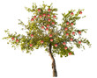 apple tree with large pink fruits on white