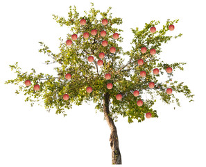 Wall Mural - apple tree with large pink fruits on white
