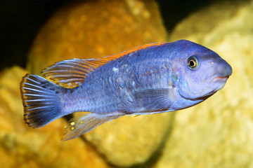 Poster - Cichlid fish