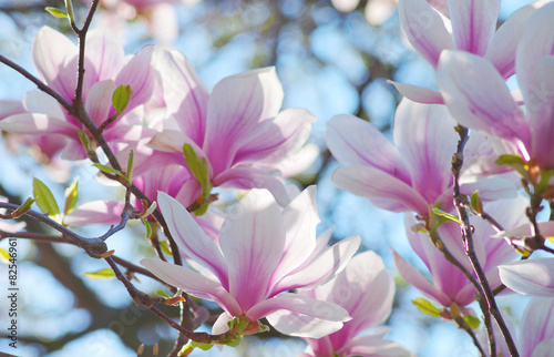 Dekoracja na wymiar  magnolie