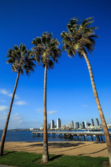 Wall Mural -  Skyline of San Diego and Palm Trees