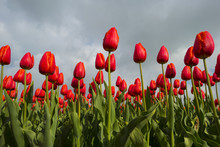 Red Tulips In A Sunny Field In Spring