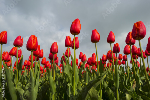 Obraz w ramie Red tulips in a sunny field in spring