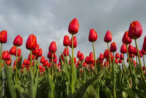 Fototapeta na wymiar Red tulips in a sunny field in spring