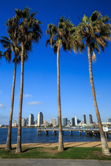 Wall Mural -  Skyline of San Diego and Palm Trees