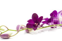 Branch Blooming Purple Orchid