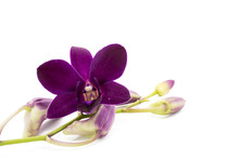 Blossom Purple Orchid Is Isolate On Whte Background