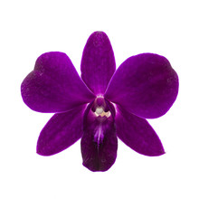 Close-up Of Single Purple Orchid Flower On White Background.