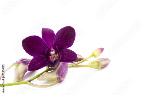 Cuadros en Lienzo Blossom purple orchid is isolate on whte background