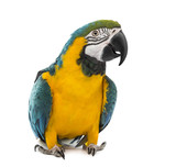 Fototapeta Zwierzęta - Blue-and-yellow Macaw in front of a white background