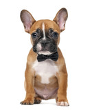 Fototapeta Zwierzęta - French bulldog puppy wearing a bow tie in front of a white backg