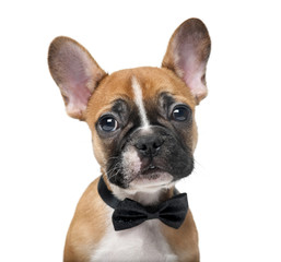 French bulldog puppy wearing a bow tie in front of a white backg