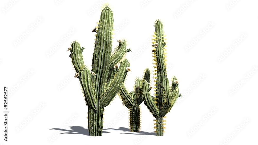 Saguaro cactus - isolated on white background - obrazy, fototapety, plakaty 