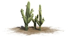 Saguaro Cactus - Isolated On White Background
