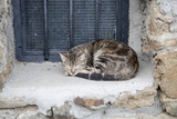 Fototapeta Kuchnia - The cat sleeps on the window