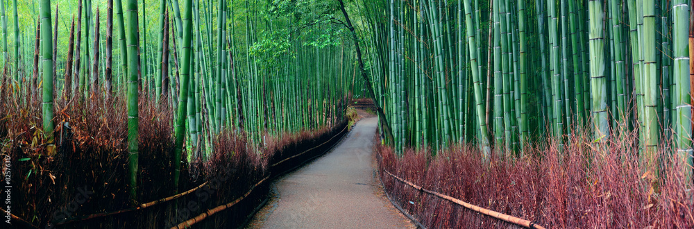 Bamboo Grove - obrazy, fototapety, plakaty 