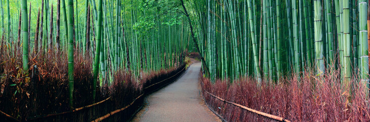 bamboo grove
