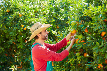 Farmer man harvesting oranges in an orange tree