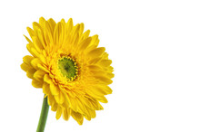 Yellow Gerbera Flower, Isolated On White Background.