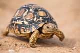 Fototapeta Konie - Leopard tortoise walking slowly on sand with protective shell