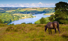 Pony At Wimbleball Lake Exmoor National Park Somerset 