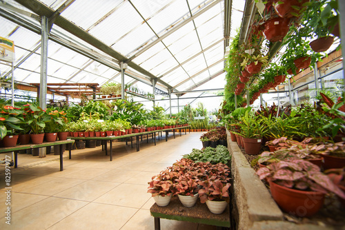 Gartencenter mit vielen Pflanzen im Gewächshaus Stock-Foto | Adobe Stock