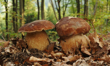 Boletus Reticulatus (commonly Known As The Summer Cep)