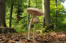 The Parasol Mushroom (Macrolepiota Procera Or Lepiota Procera)