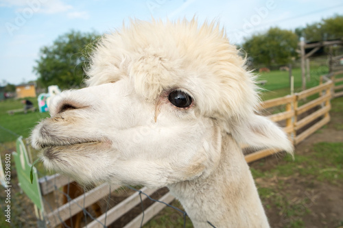 毛刈り後のアルパカの顔 アップ Buy This Stock Photo And Explore Similar Images At Adobe Stock Adobe Stock 毛刈り後のアルパカの顔 アップ Buy This Stock Photo And Explore Similar Images At Adobe Stock Adobe Stock