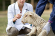 Lamb vaccination