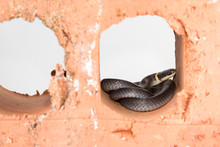 Shy Ring Neck Snake Hiding In Clay Brick.