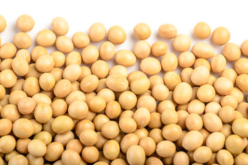 soybean