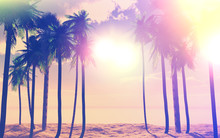 3D Palm Trees And Ocean With Vintage Effect