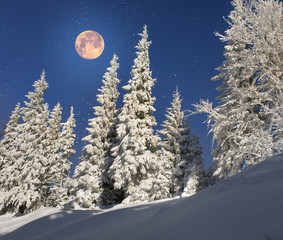 Wall Mural - Ukrainian Carpathians snowy forest