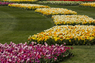 Wall Mural - Fields of tulips