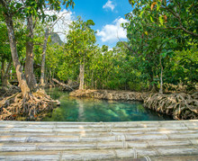 Mangrove Trees Along The Turquoise Green Water With A Bamboo Bri