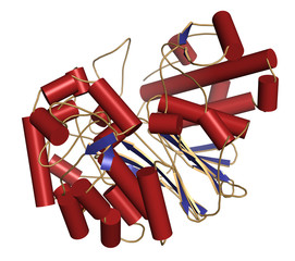 Poster - Gamma-glutamyltranspeptidase 1 (gamma-GT)