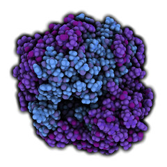 Poster - Gamma-glutamyltranspeptidase 1 (gamma-GT)