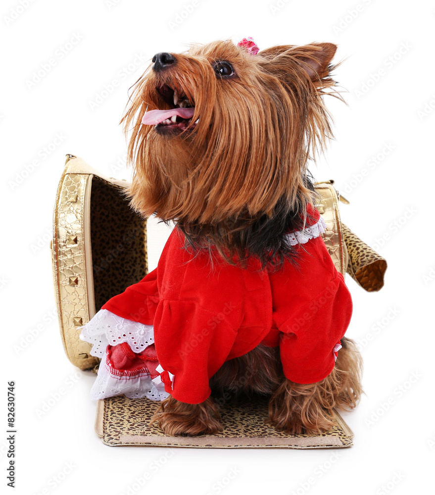 Cute Yorkshire terrier dog isolated on white