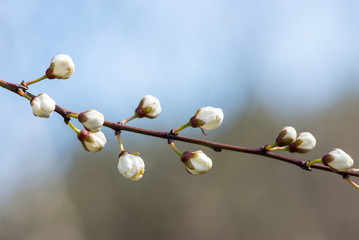 apple  tree blossoms in the spring