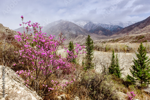 Obraz w ramie Rhododendron blossom in Altay in early spring