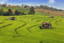 The Rice Fields In The Country Of Thailand