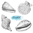 Set of various sea shells