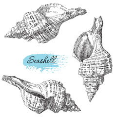 Wall Mural - Set of various sea shells