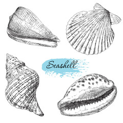 Wall Mural - Set of various sea shells