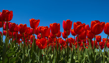 Red Tulips On A Sunny Field In Spring