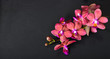 beautiful top down spa concept of twig red orchid flower, phalae