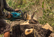 © tum2282 - logger worker cutting  timber tree in forest with chainsaw